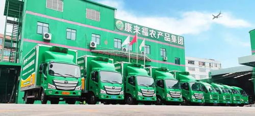 凌晨出發，康來福將新鮮的云南韭菜送上廣州食堂餐桌