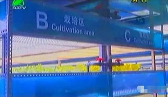 掀開植物工廠的智慧面紗 三安植物照明工廠項目本月底投產(chǎn)，引領(lǐng)現(xiàn)代農(nóng)業(yè)新篇章